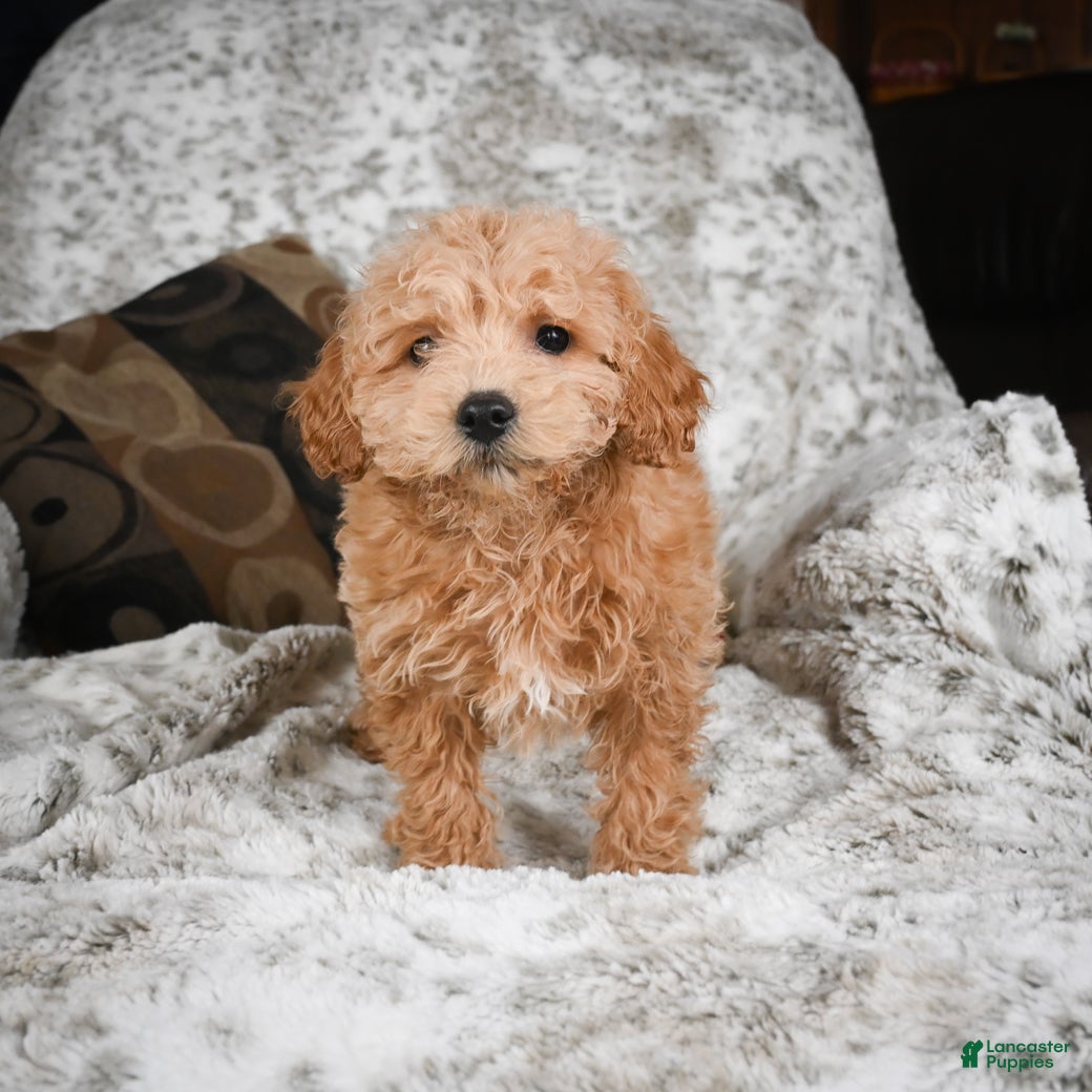 Cavapoo dogs Capper - Ad 2