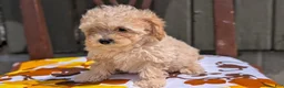 Miniature Poodle dogs for sale: Cody - Ad 3