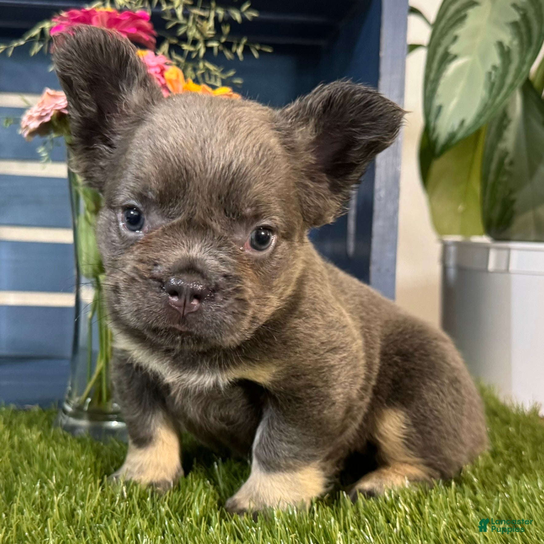 French Bulldog dogs Gabbie - Ad 2