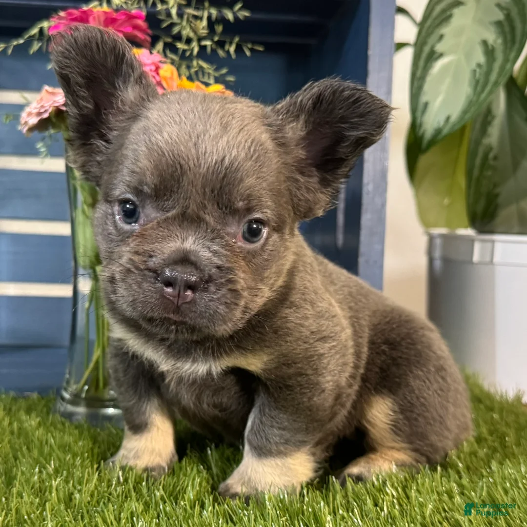 French Bulldog dogs for sale: Gabbie - Ad 2