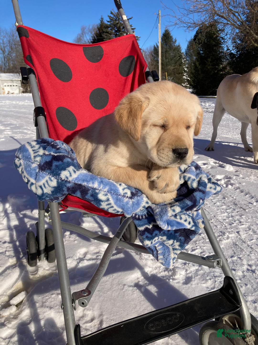 Labrador Retriever dogs for sale: Mitchell - Ad 2
