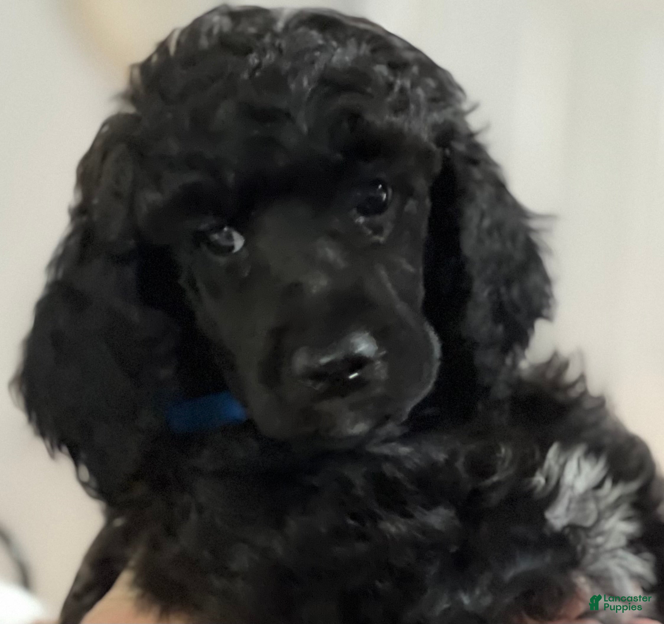 Standard Poodle dogs Standard Poodle 1 - Ad 2
