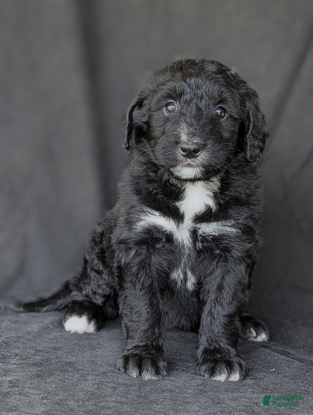 Princess for sale in Morris Lancaster Puppies