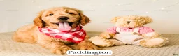 Goldendoodle dogs for sale: Paddinton - Ad 11