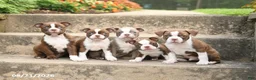 Boston Terrier dogs for sale: Waffles - Ad 3