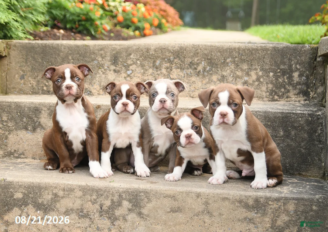 Boston Terrier dogs for sale: Waffles - Ad 3
