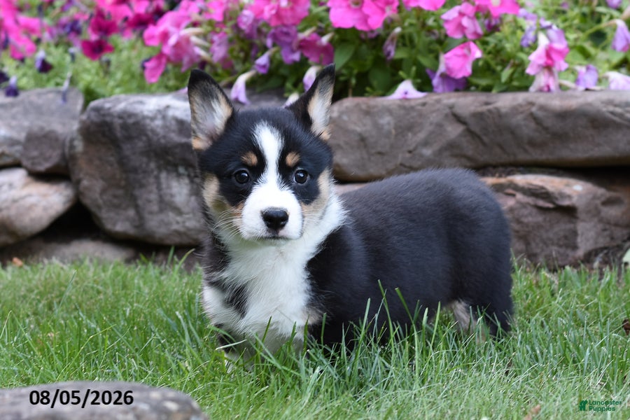 Welsh Corgi Pembroke dogs Opal - Ad 2