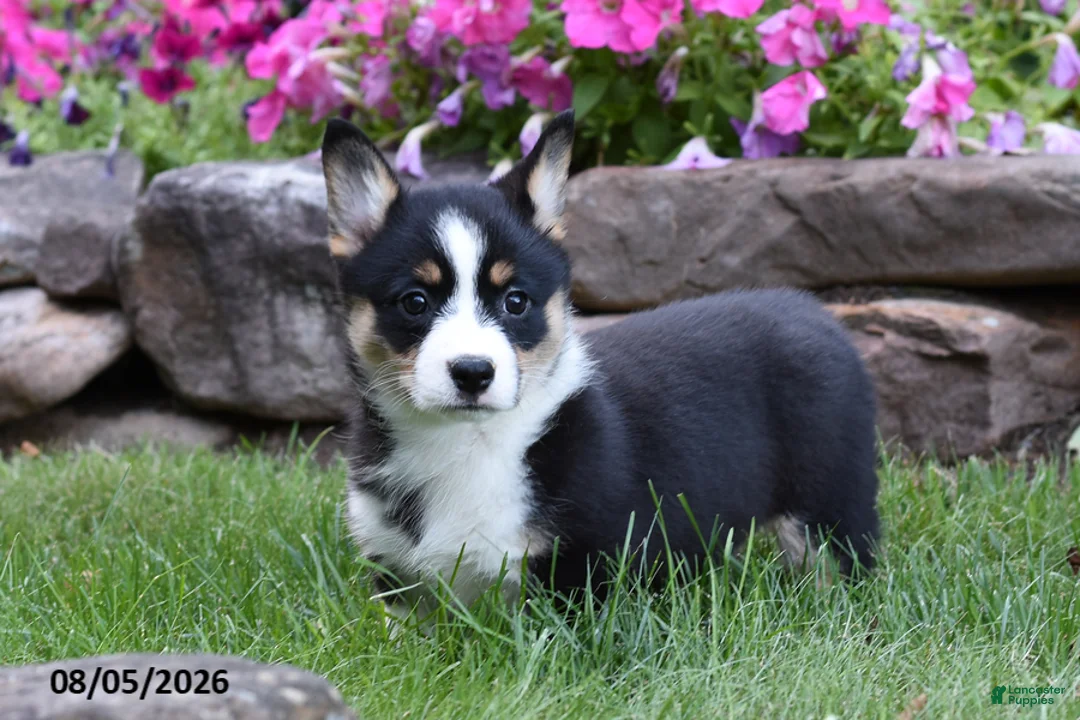Welsh Corgi Pembroke dogs for sale: Opal - Ad 2