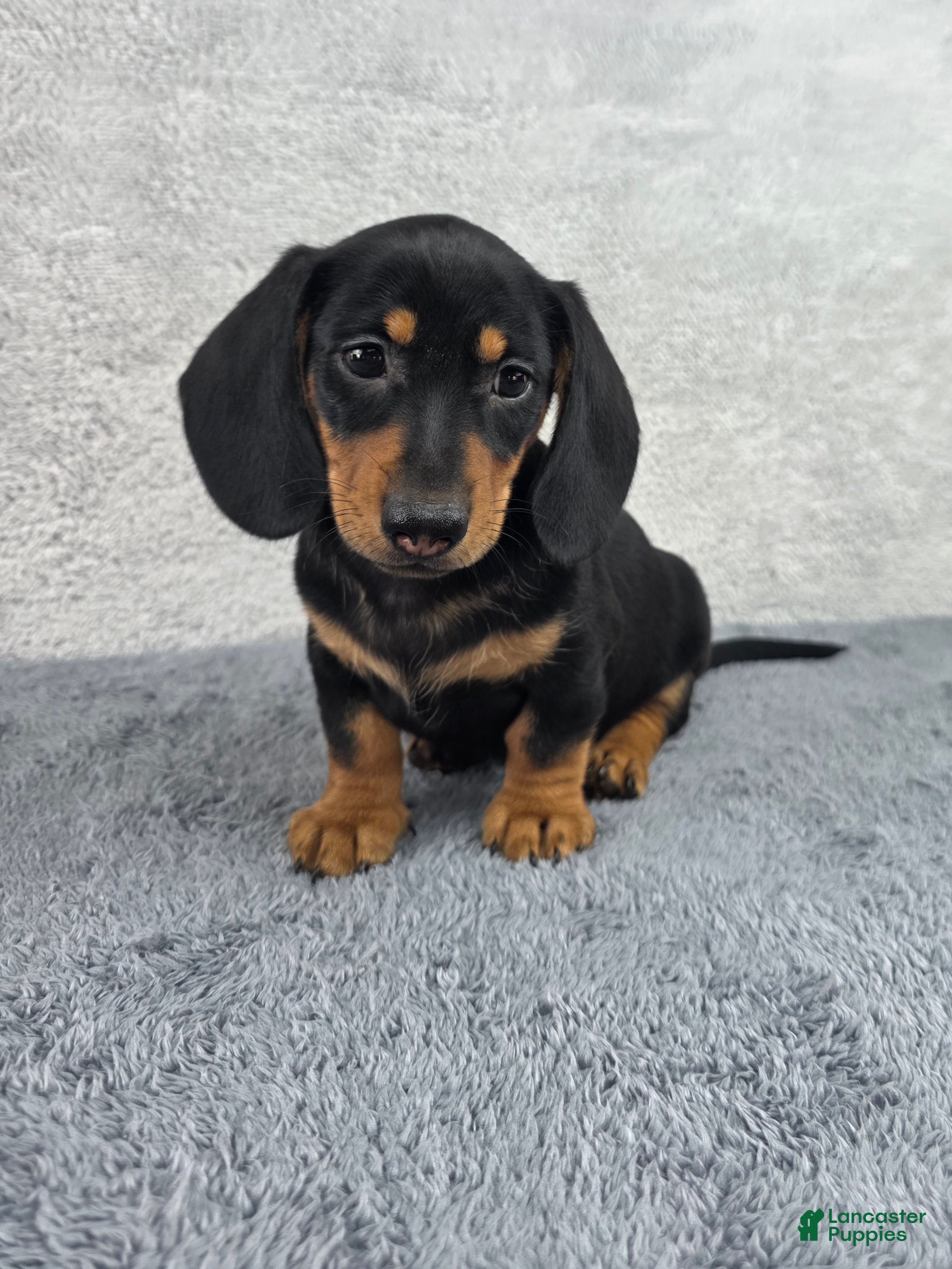Miniature Dachshund dogs Milo - Ad 1