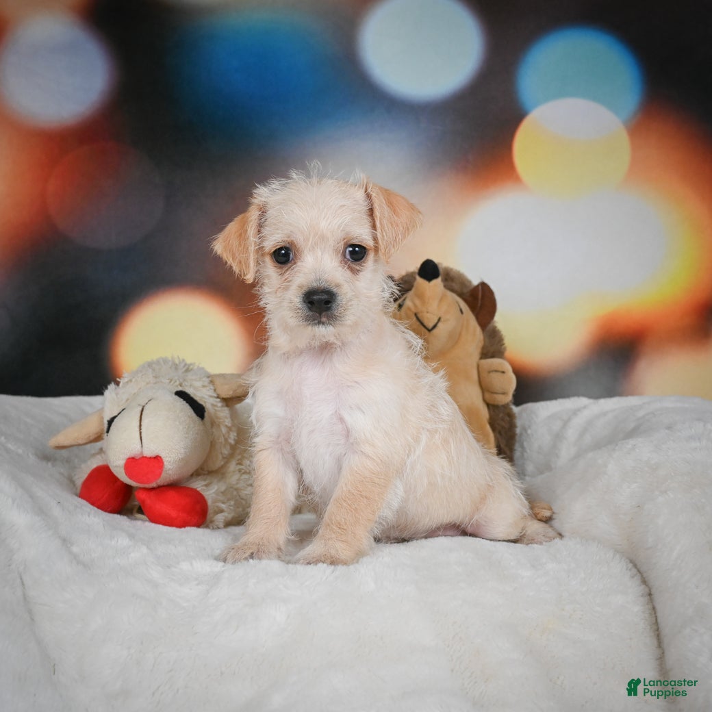 Chihuahua dogs Hadassah - Ad 19