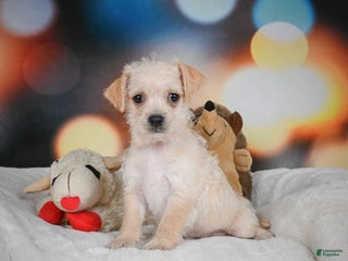 Chihuahua dogs Hadassah - Ad 42