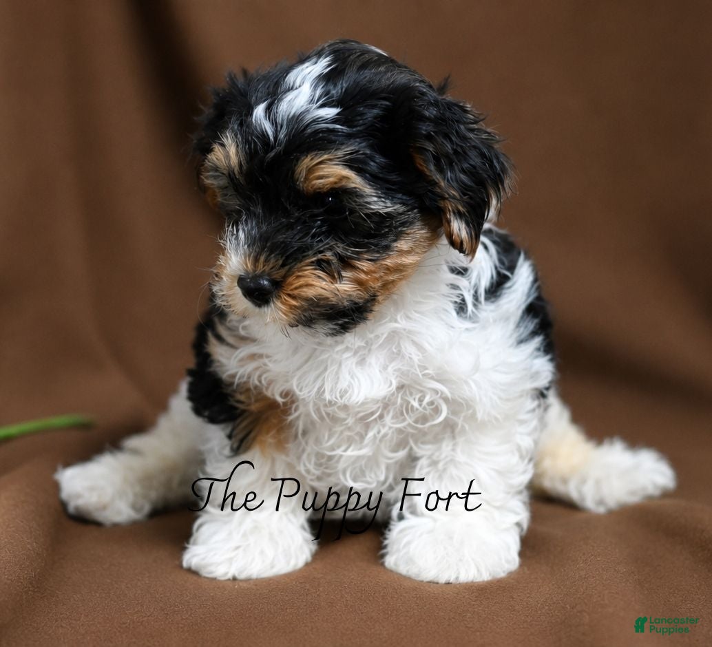Yorkshire Terrier dogs Grogru - Ad 2
