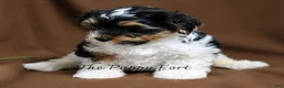 Yorkshire Terrier dogs for sale: Grogru - Ad 2