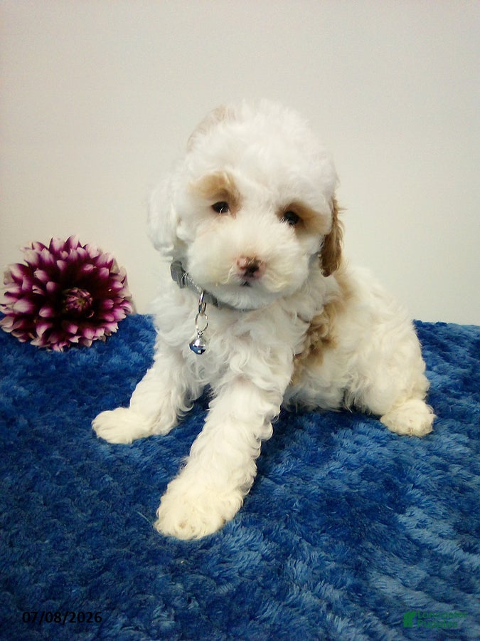 Toy Poodle dogs Burke - Ad 1