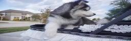 Alaskan Malamute dogs for sale: Xiao Huang - Ad 13