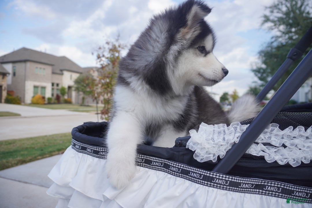 Alaskan Malamute dogs for sale: Xiao Huang - Ad 13