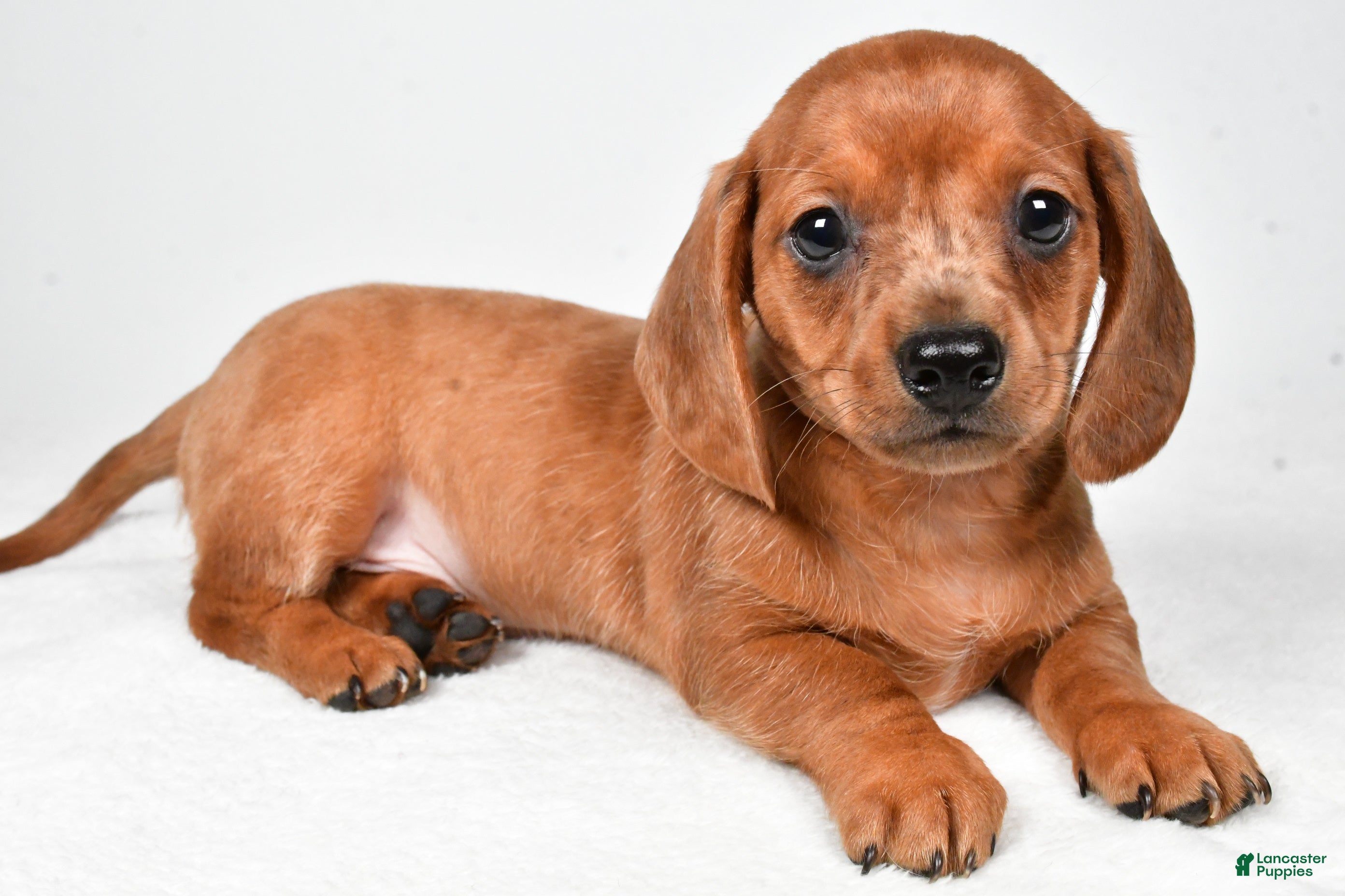 Dachshund dogs Dallas - Ad 1