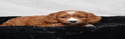 Cavapoo dogs for sale: Warrior - Ad 3