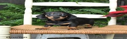 Miniature Dachshund dogs for sale: Dream  - Ad 4