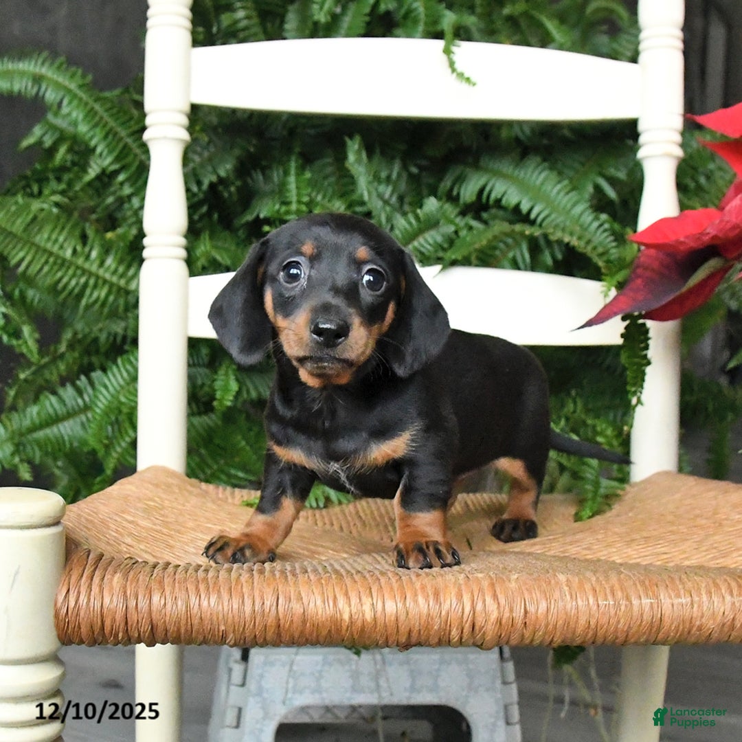 Miniature Dachshund dogs for sale: Dream  - Ad 4