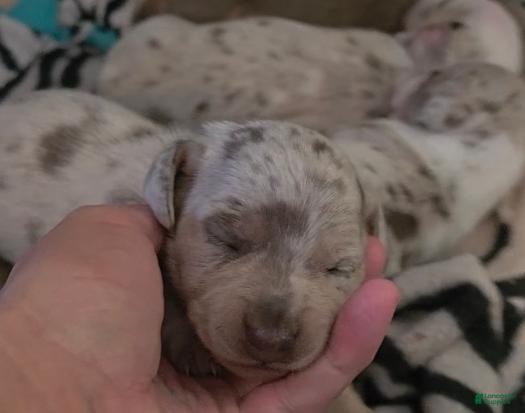 Miniature Dachshund dogs for sale: Miniature Dachshund- Princess - Ad 4