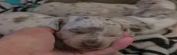 Miniature Dachshund dogs for sale: Miniature Dachshund- Princess - Ad 1