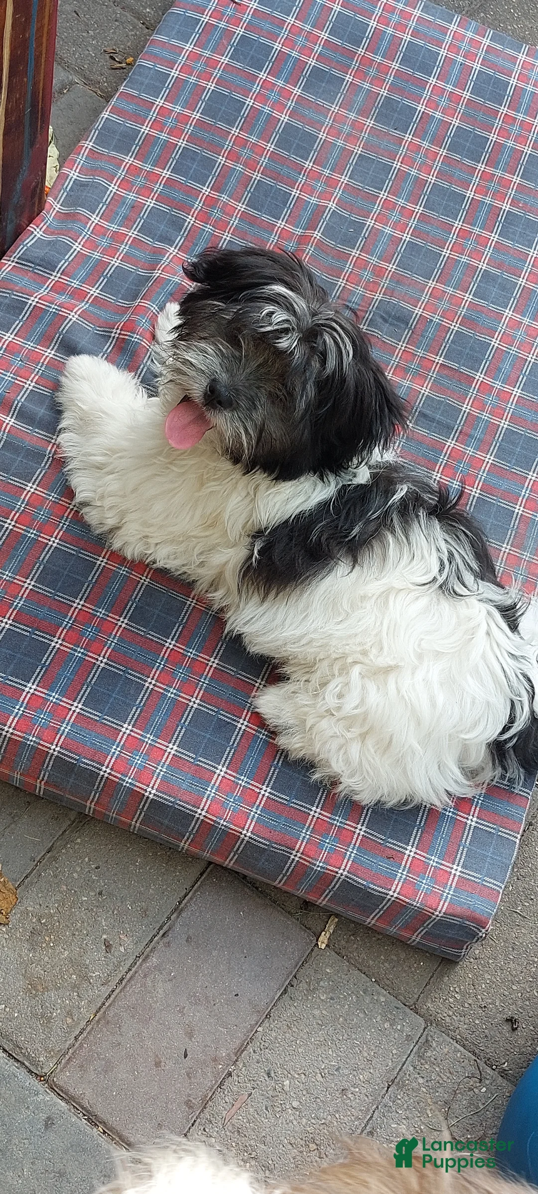 Shih Tzu dogs for sale: Shih Tzu 1 - Ad 7