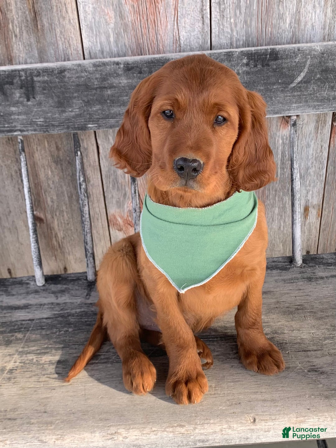 Irish Setter dogs for sale: Murphy - Ad 6
