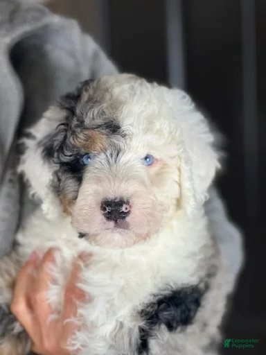 Gallery Image {{count}}