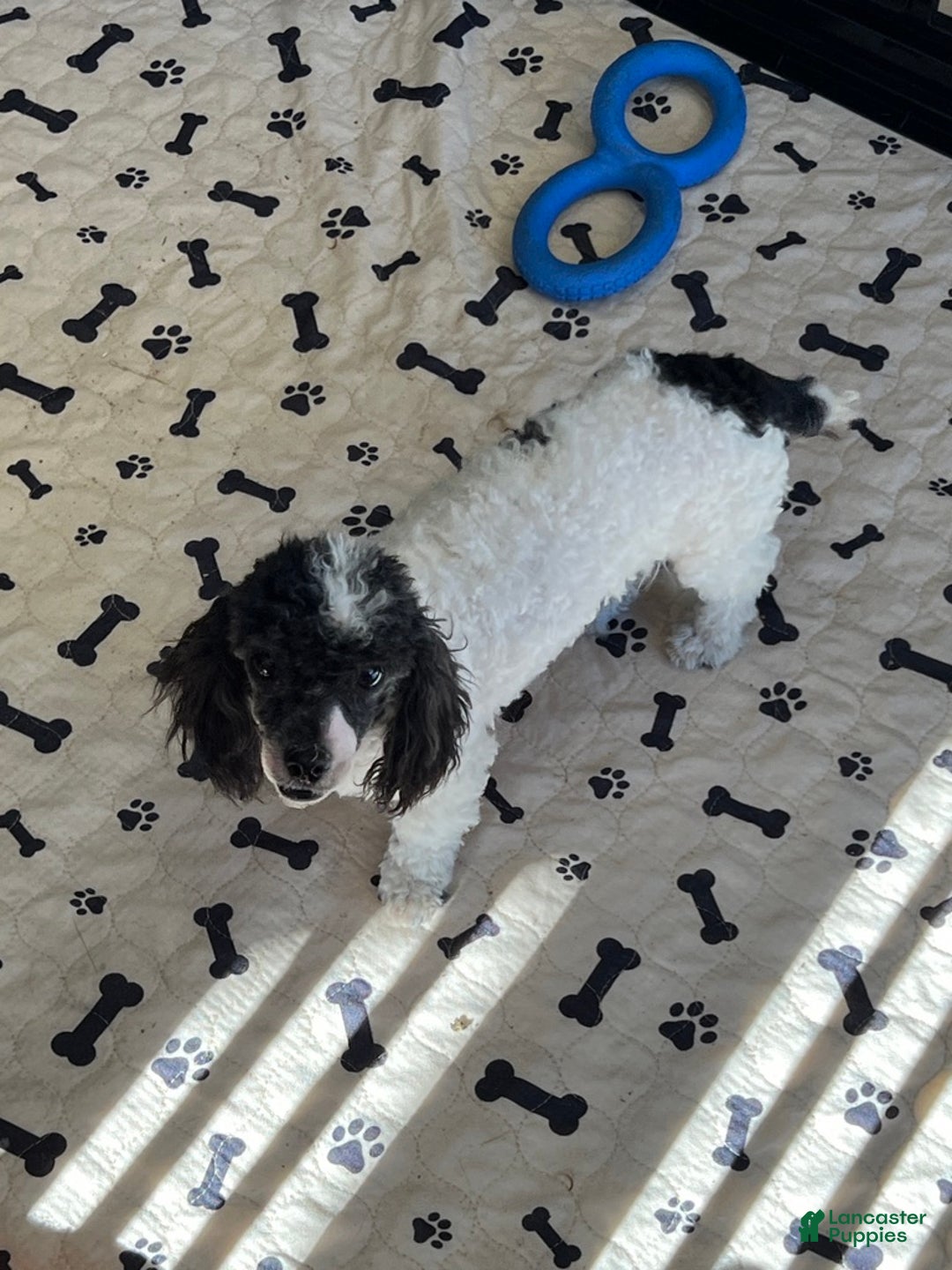 Toy Poodle dogs for sale: Kelly - Ad 3