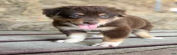 Australian Shepherd dogs for sale: Aspen - Ad 11