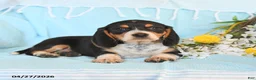 Beagle dogs for sale: Darcy - Ad 3