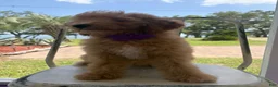 Goldendoodle dogs for sale: Saint Andrew - Ad 1