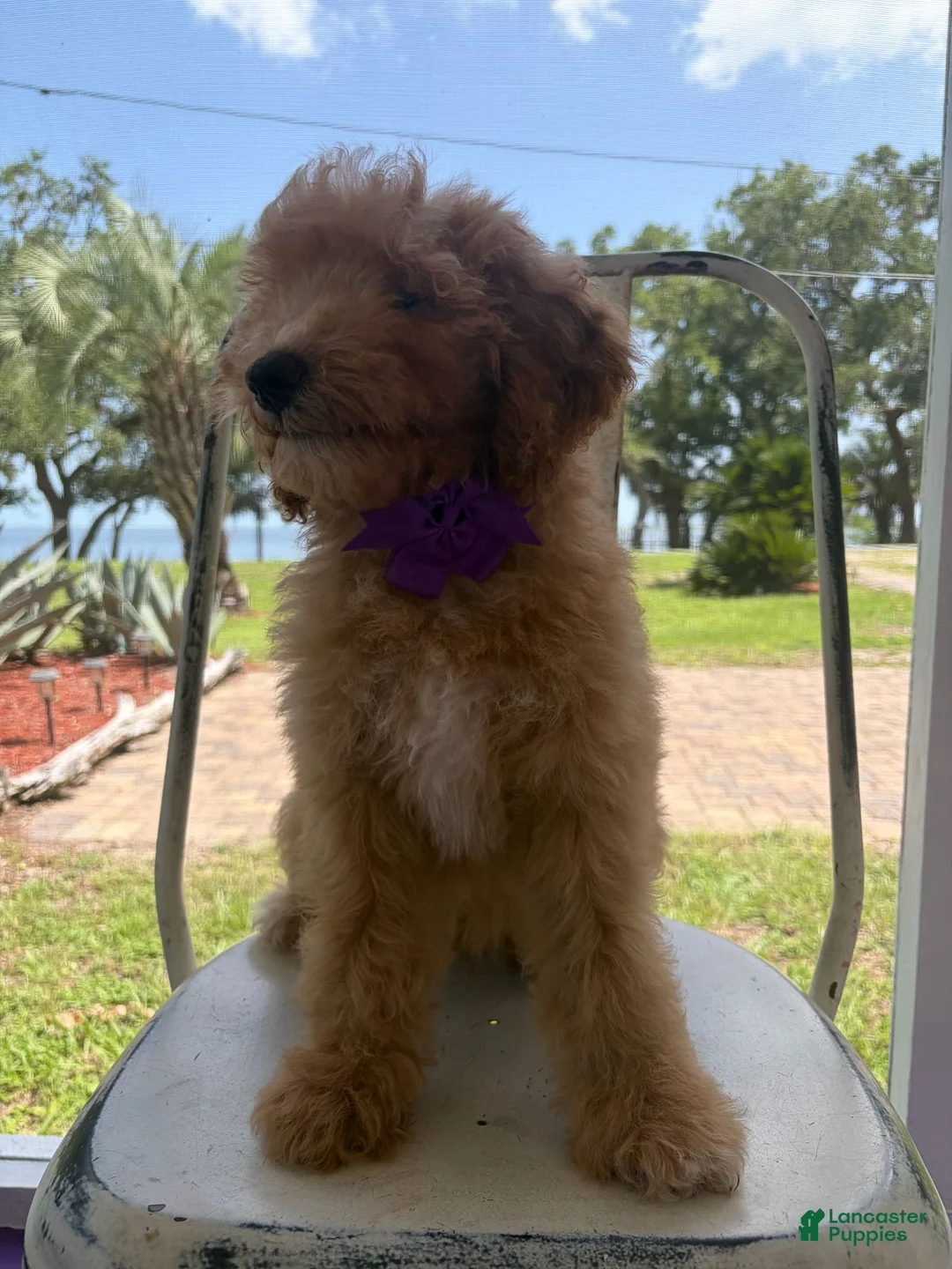 Goldendoodle dogs for sale: Saint Andrew - Ad 1