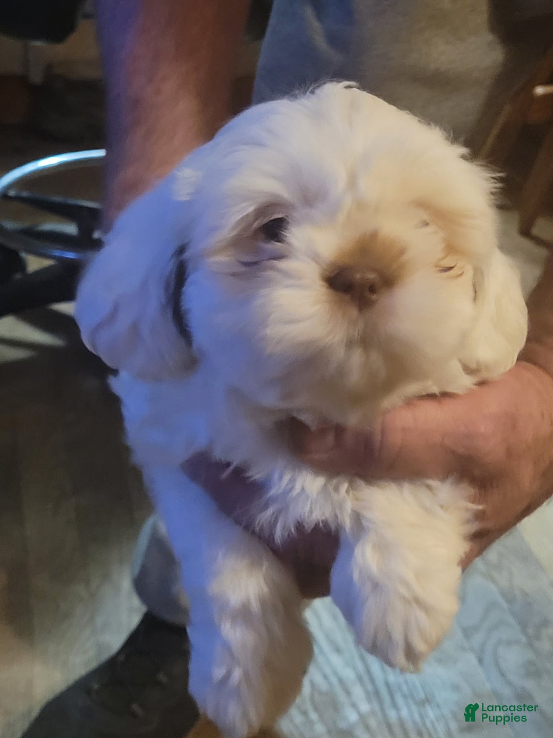 Lhasa Apso dogs for sale: Lhasa Apso Puppy 3 - Ad 1