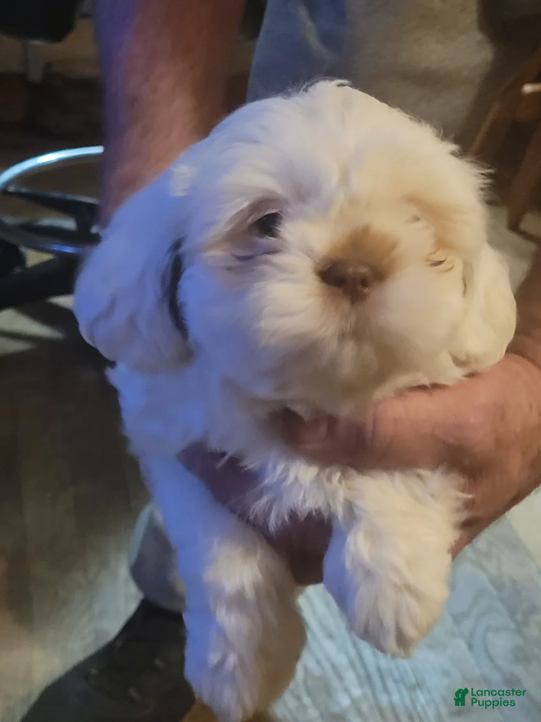 Lhasa Apso dogs for sale: Lhasa Apso Puppy 3 - Ad 1