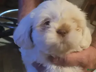 Lhasa Apso dogs Lhasa Apso Puppy 3 - Ad 14