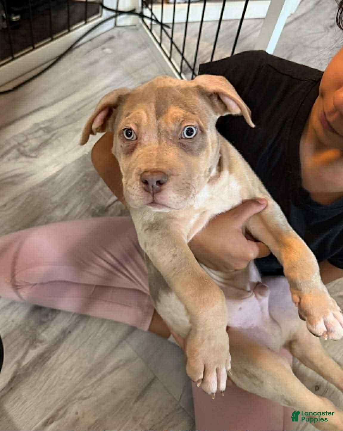 American Bully dogs  Xl American Bully Puppy 1 - Merle  - Ad 40