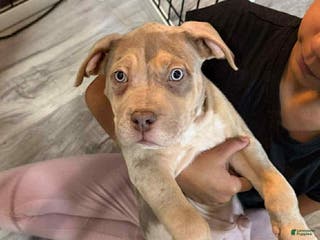 American Bully dogs Xl American Bully Puppy 1 - Merle - Ad 17