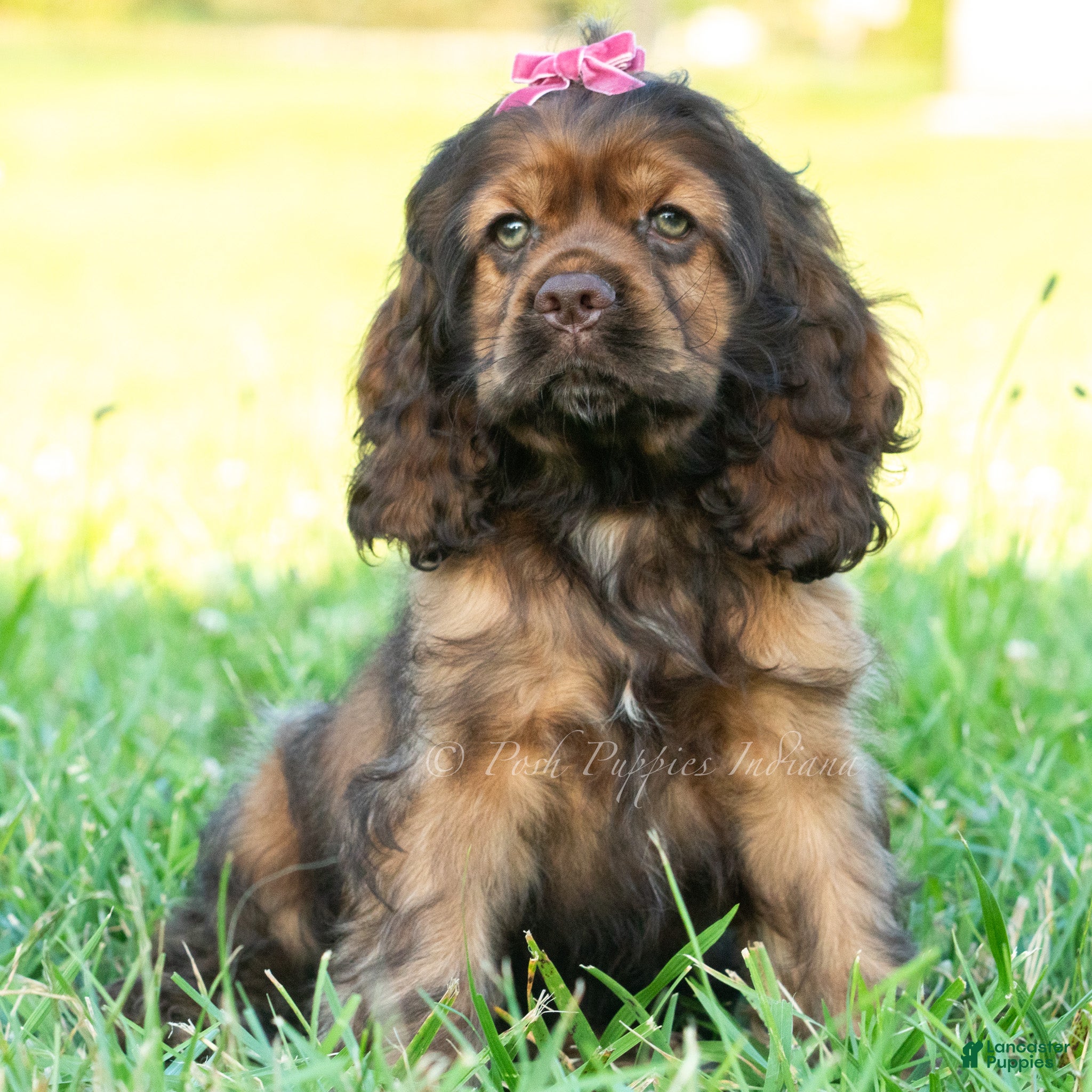 Cocker Spaniel dogs Peaches - Ad 28