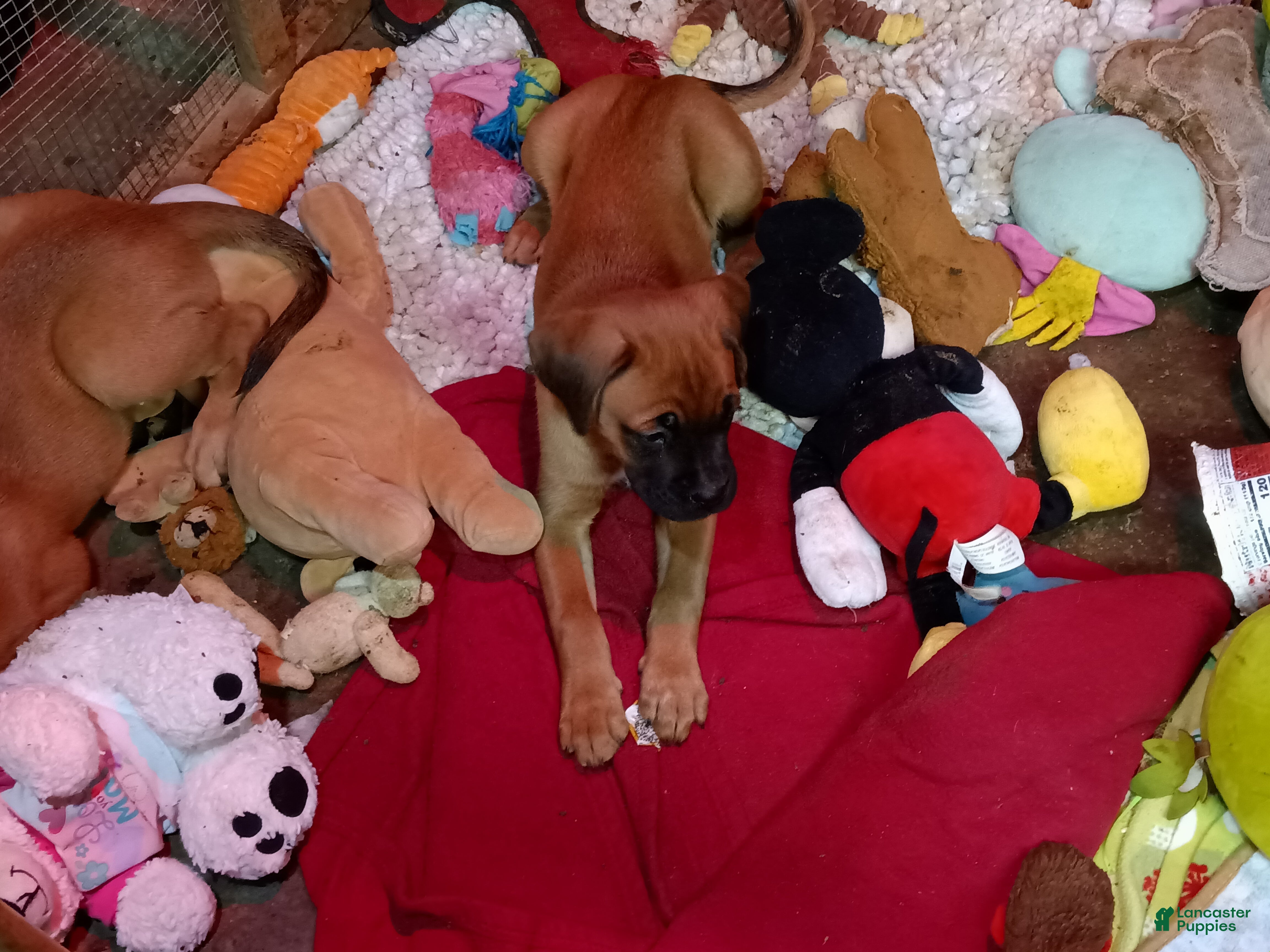 Mixed Breed dogs for sale:  5 - Ad 38
