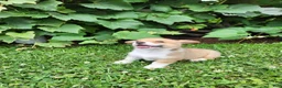 Welsh Corgi Pembroke dogs for sale: Aaron - Ad 7