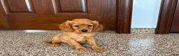 Mixed Breed dogs for sale: Cavapoo/Cockapoo female 1 - Ad 7
