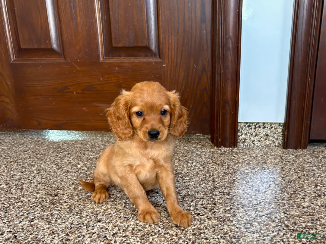 Mixed Breed dogs for sale: Cavapoo/Cockapoo female 1 - Ad 7