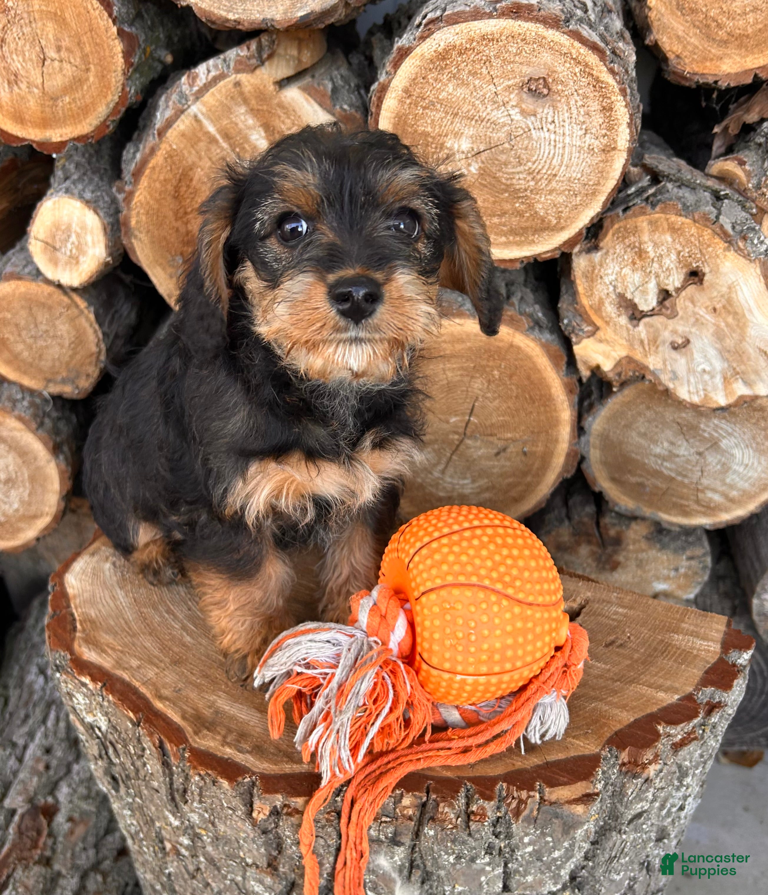 Mixed Breed dogs Lucy - Ad 15