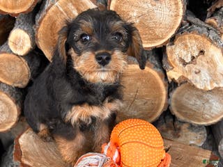 Mixed Breed dogs Lucy - Ad 15