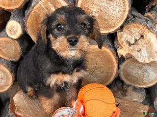 Mixed Breed dogs Lucy - Ad 2