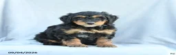 Mini Bernedoodle dogs for sale: Muffin - Ad 5