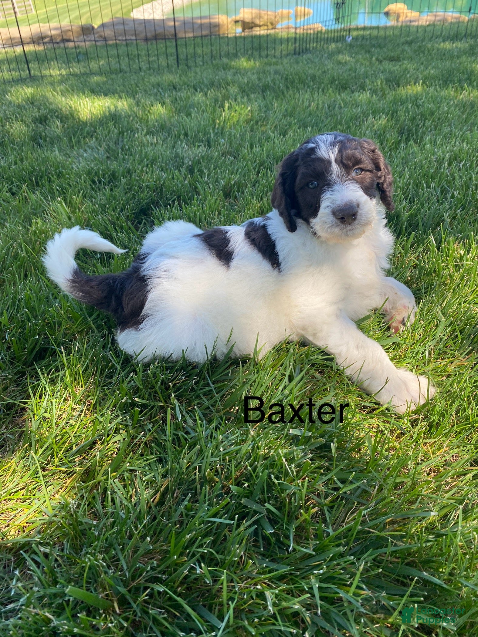Labradoodle dogs  F1bb Baxter - Ad 1