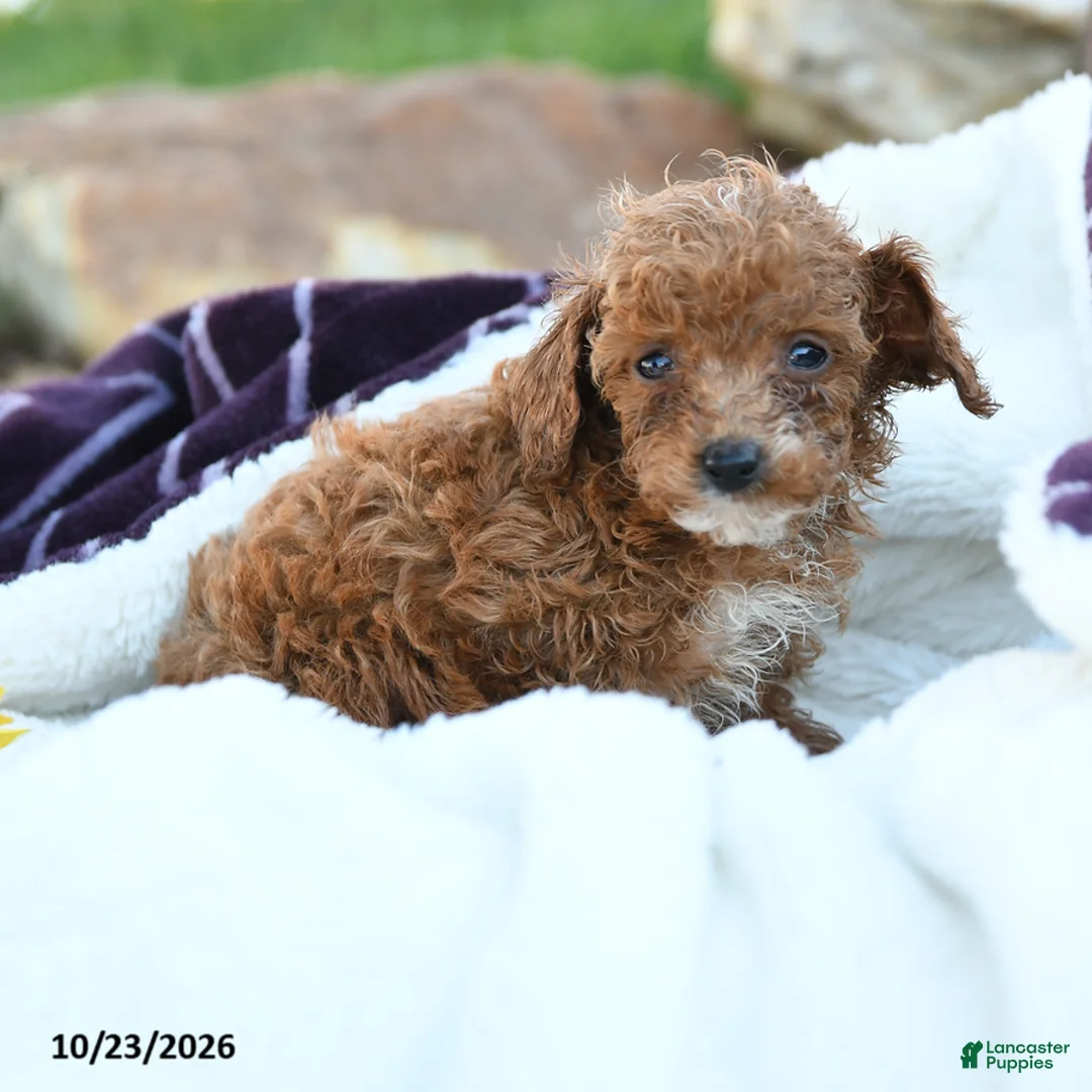 Miniature Poodle dogs for sale: Sadie - Ad 1